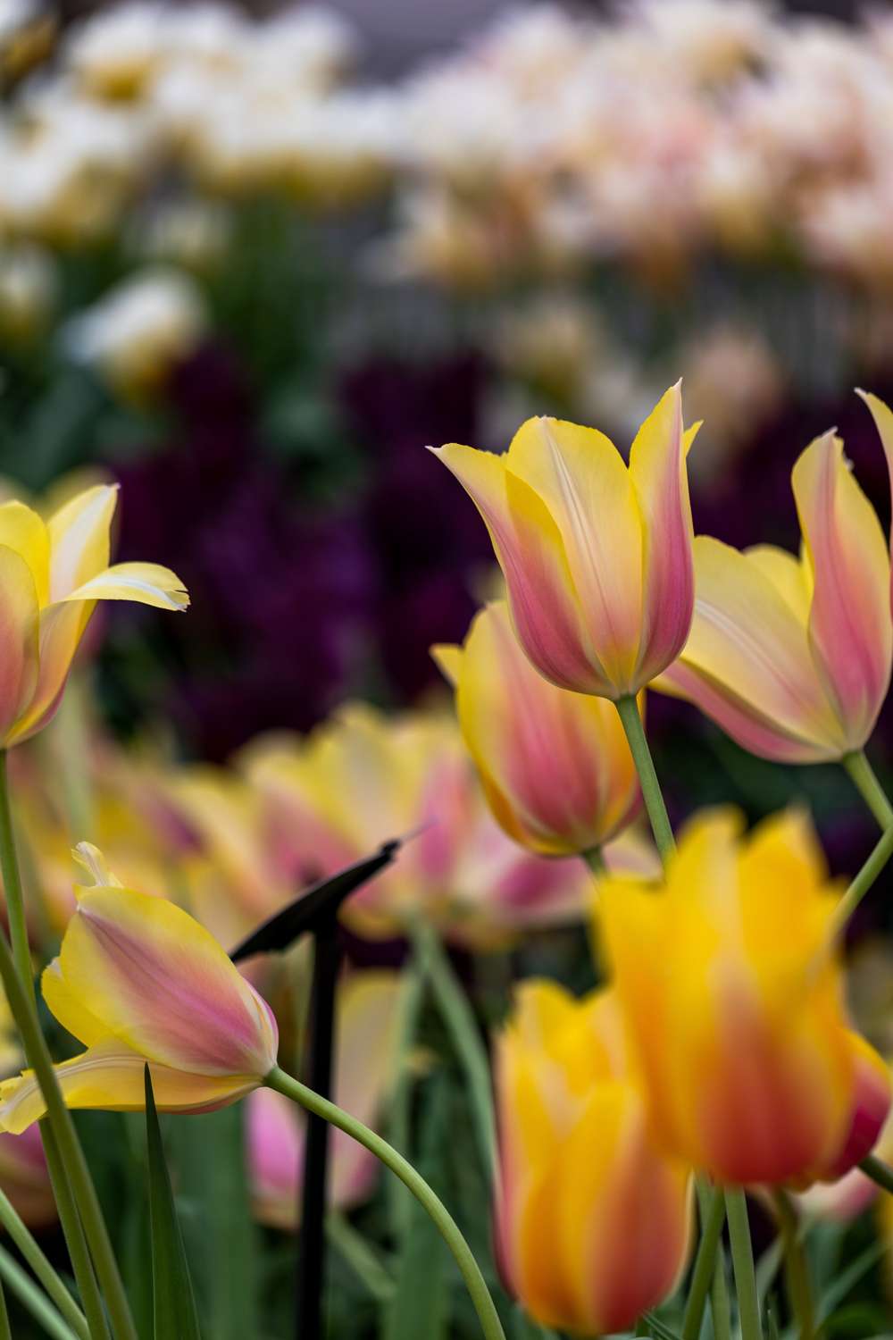 Tulpan 'Blushing Lady'